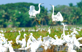 www.kumarakomtaxi.com